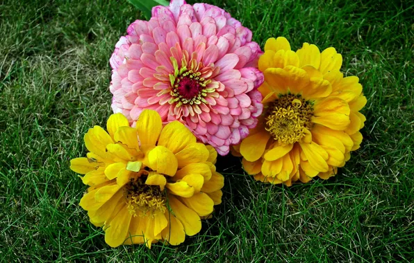 Flowers, weed, Zinnia