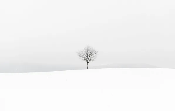 Picture winter, field, tree