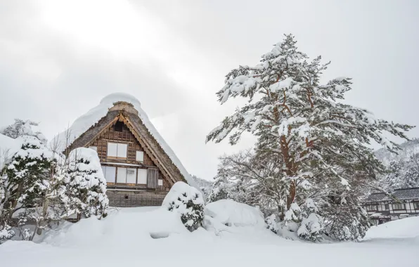 Picture winter, snow, trees, landscape, winter, house, hut, landscape