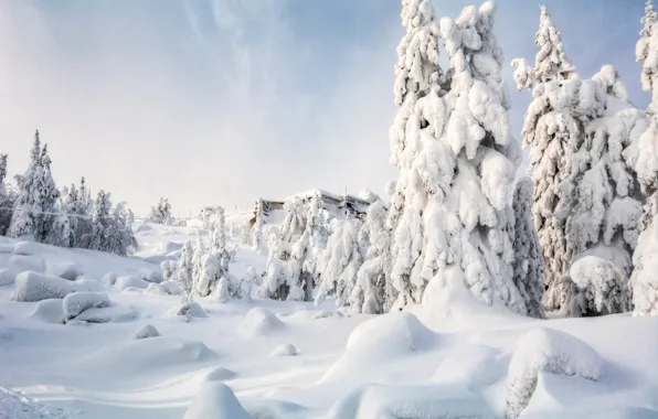 Winter, forest, snow, in the snow, ate