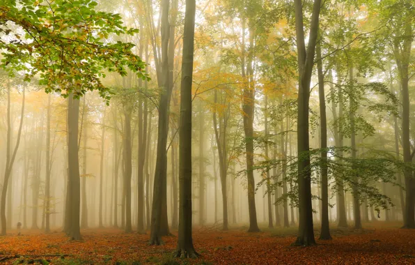 Autumn, forest, trees, fog, England, England, Ashridge Wood, Forest Ashridge
