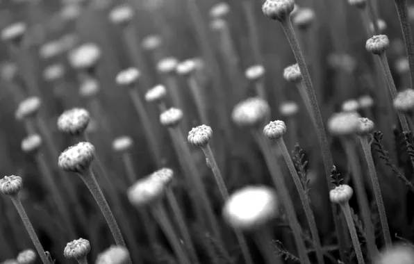 Picture flowers, black, white