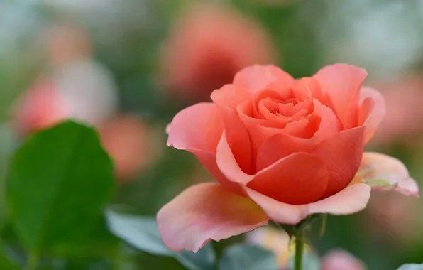 Roses, scarlet, autumn