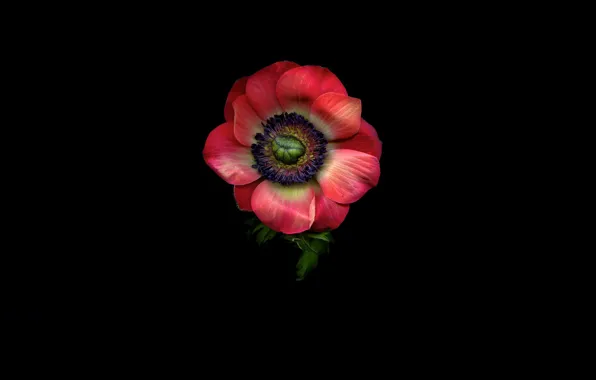 Picture flower, light, background, shadow, petals