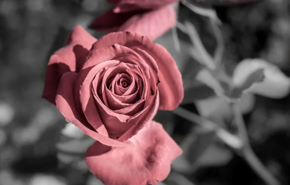 Picture flower, flowers, background, widescreen, Wallpaper, rose, wallpaper, rose