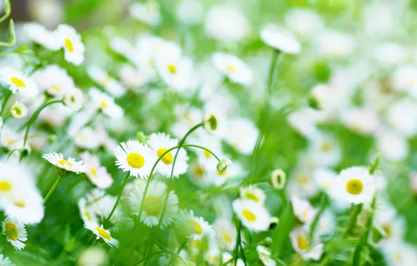 Greens, white, flowers, yellow, background, widescreen, Wallpaper, chamomile