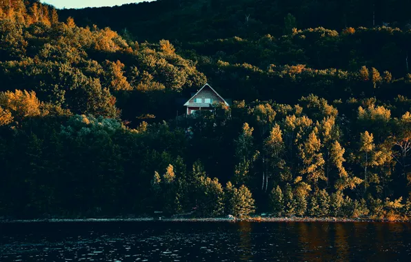 Greens, forest, summer, the sky, water, trees, mountains, river