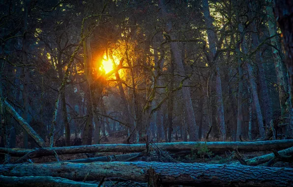 Forest, the sun, light, trees, sunset, nature, branch, trunks