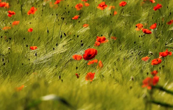 Summer, flowers, rye, Maki, meadow, red, ears, cereals