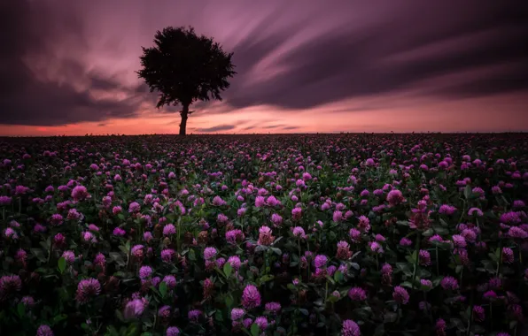 Field, night, clover