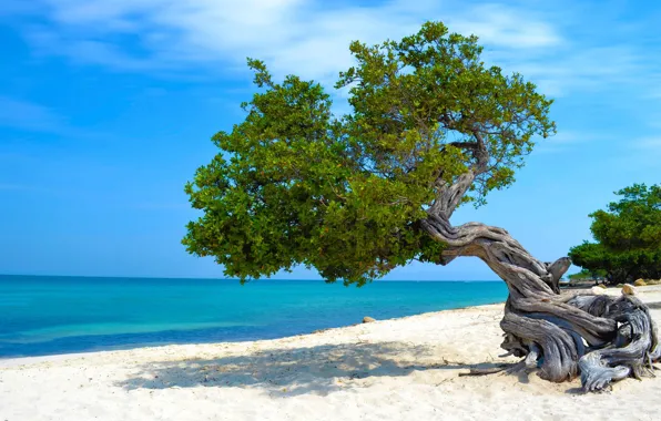 Picture sand, sea, beach, trees, Caribbean