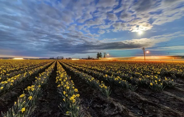 Field, flowers, daffodils yellow