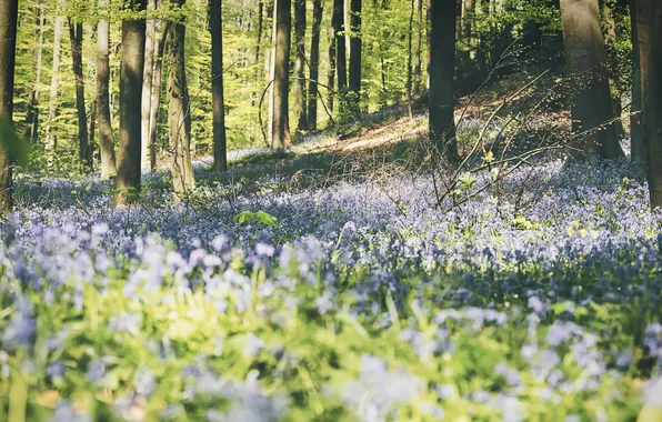 Greens, forest, light, trees, flowers, nature, Park, glade