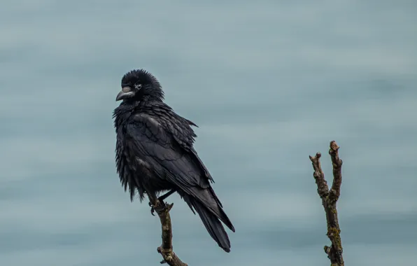 The sky, bird, branch, black, crow