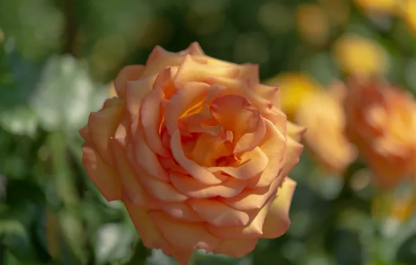 Picture macro, orange, roses, buds
