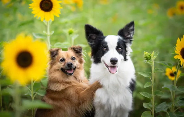 Field, language, dogs, summer, look, sunflowers, flowers, nature