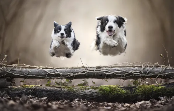 Dogs, jump, running, levitation