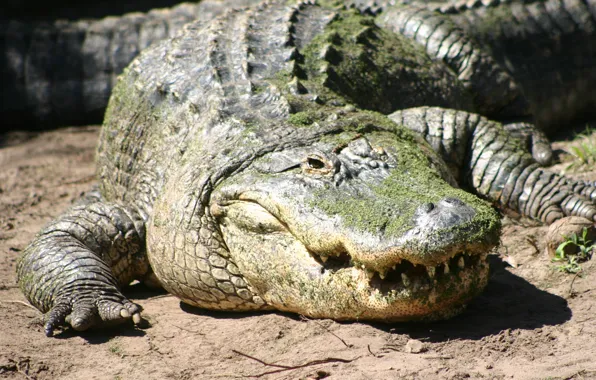 Greens, swamp, predator, teeth, crocodile, jungle, mouth, fangs