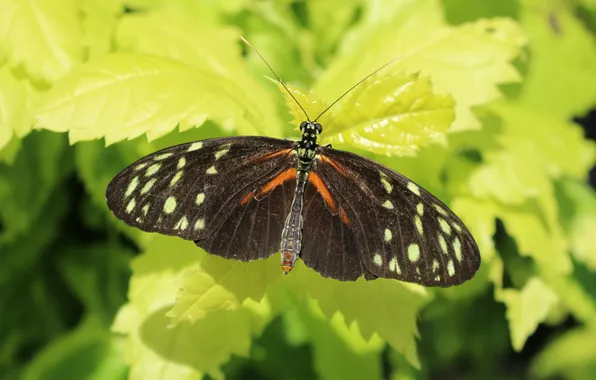 Leaves, microsemi, wings, Butterfly, insect, beautiful, closeup