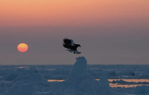 Sunset, bird, predator, ice, Steller's sea eagle
