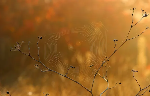 Nature, web, branch
