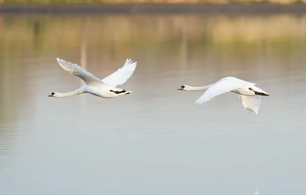 Water, flight, birds, surface, pair, swans