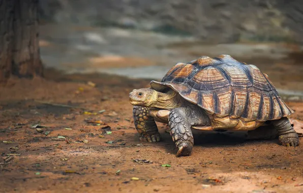Glade, turtle, land