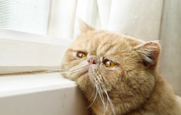 Cat, window, waiting, face, Kote, red cat, exotic, Exotic Shorthair