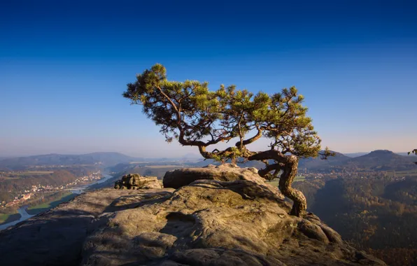 Picture trees, river, rocks, valley, Czech Republic, pine, Elbe Sandstone mountains