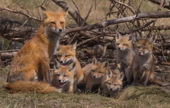 Picture branches, Fox, family, cubs, cubs, brood