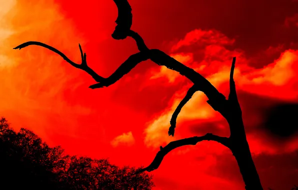 Picture the sky, clouds, trees, silhouette, glow