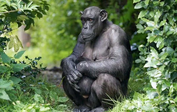 Nature, background, monkey