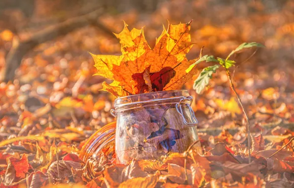 Autumn, glass, leaves, Park, foliage, bright, Bank, maple
