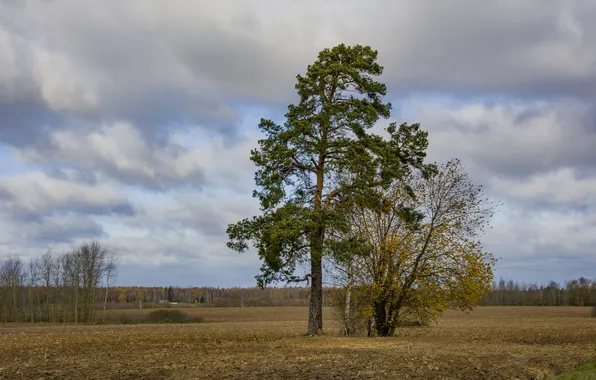 Field, autumn, trees, November, gloomy sky