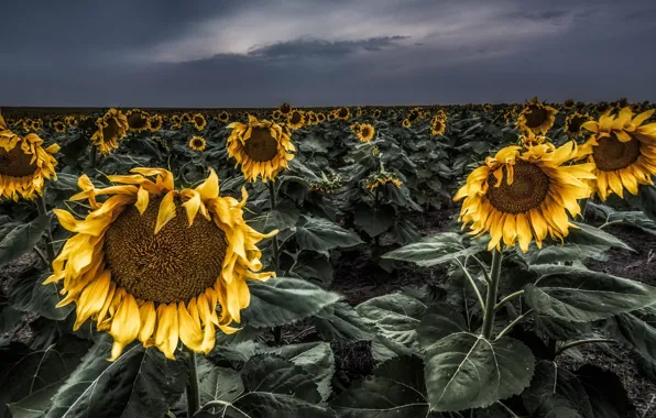 Picture summer, sunflowers, night