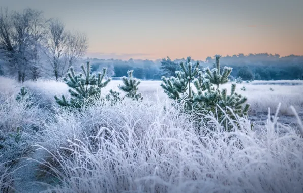 Picture winter, frost, field