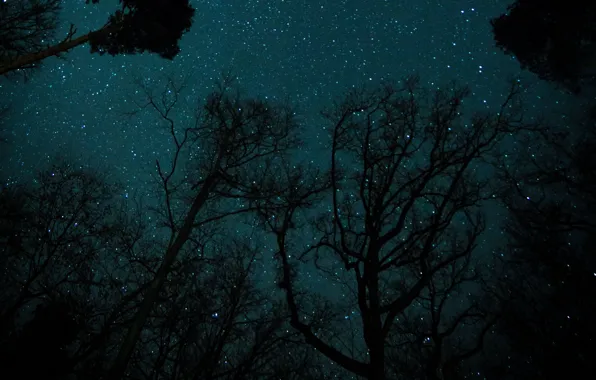 Picture forest, the sky, stars, trees, night, nature