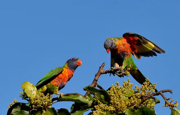 Picture the sky, birds, branches, nature, tree, parrots