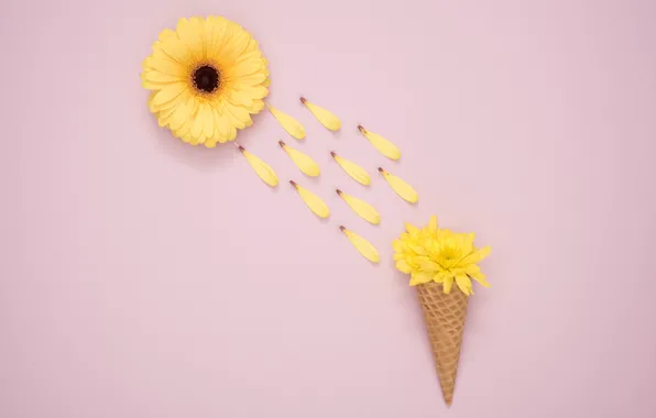 Flowers, background, Pink, petals, horn, Flower, Yellow, gerbera