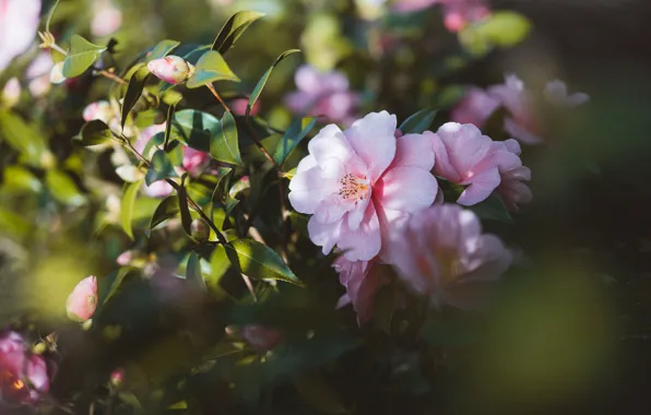 Picture leaves, light, flowers, branches, spring, pink, flowering, bokeh