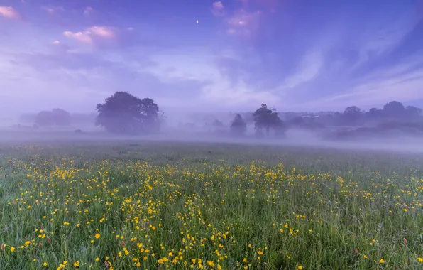 Picture field, the sky, clouds, trees, flowers, fog, dawn, the moon