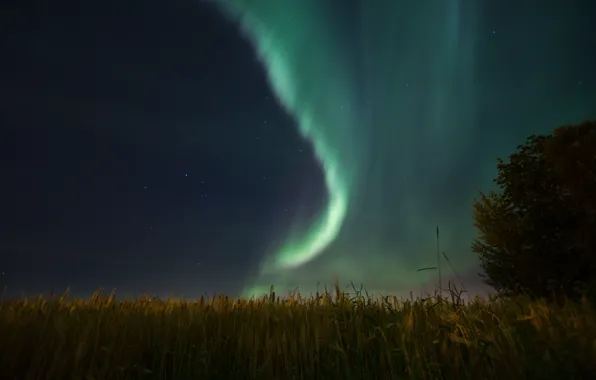 The sky, stars, night, nature, Northern lights, Aurora Borealis