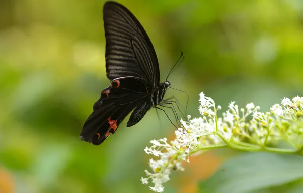 Butterfly, colors, brightness, butterfly, colors, brightness