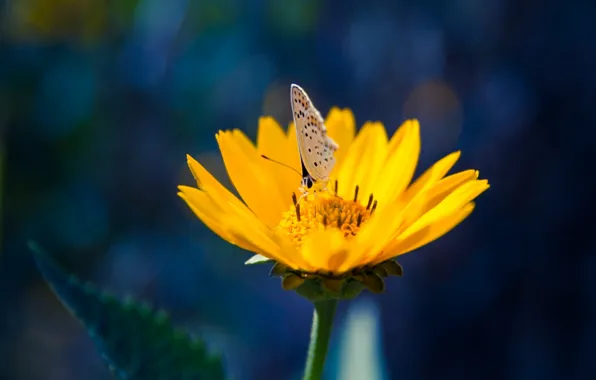 Picture flower, butterfly, yellow, petals, insect