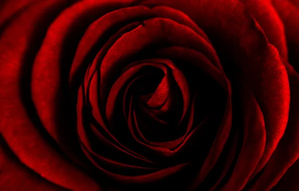 Flower, macro, background, rose