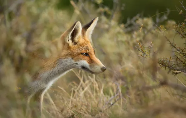 Summer, nature, Fox