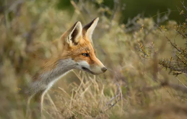 Picture summer, nature, Fox