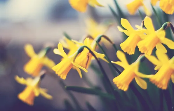 Flower, macro, flowers, plant, flower, daffodils