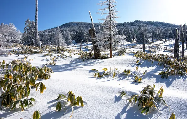 Picture winter, frost, grass, snow, trees, mountains