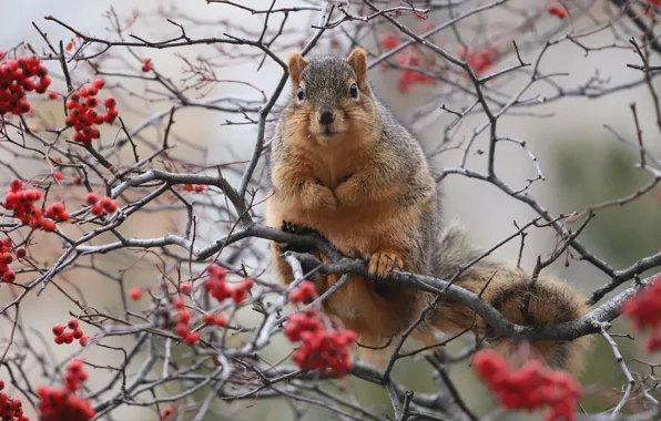 Picture autumn, trees, branches, berries, protein, fruit, hawthorn